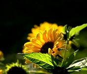 pic for sun flower 1200X1024